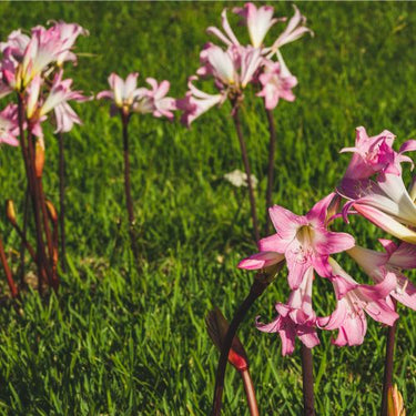 Pink Belladonna Naked lady Lily